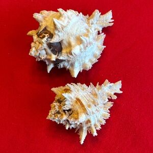 Decorative Seashell Set